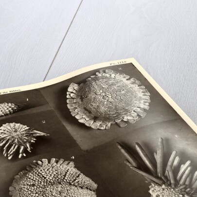 Sea urchins by American Photo Relief Printing Company