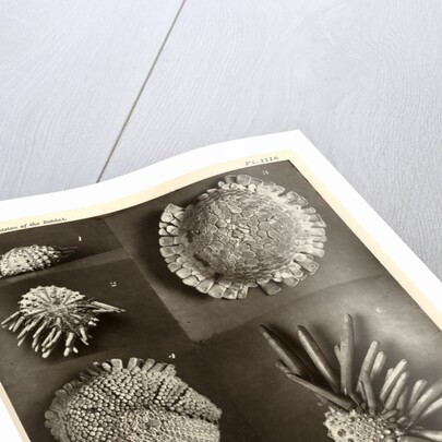 Sea urchins by American Photo Relief Printing Company