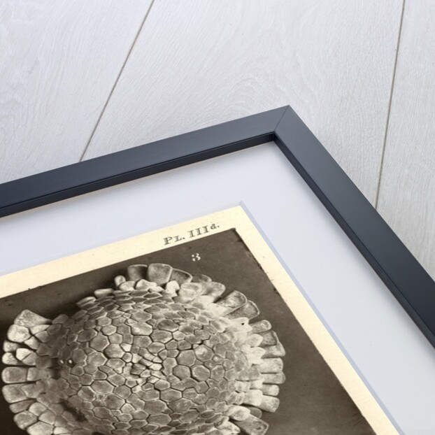 Sea urchins by American Photo Relief Printing Company