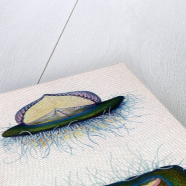 Sea raft by A Meissel