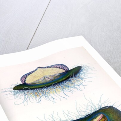 Sea raft by A Meissel