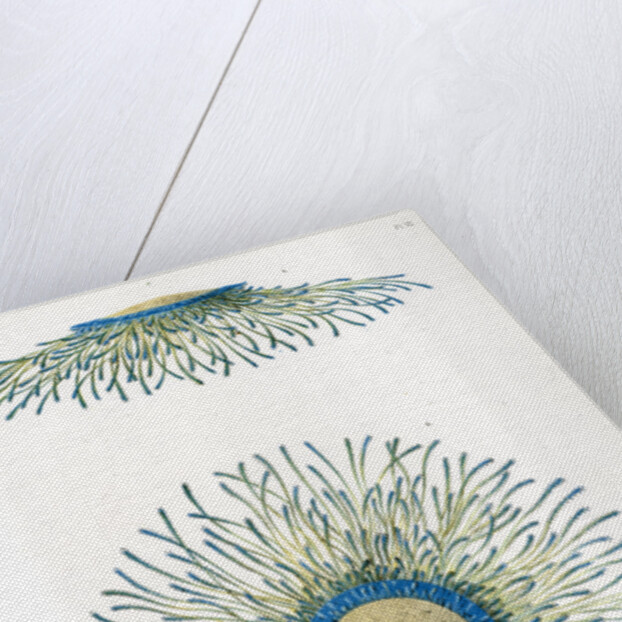 Blue button jellyfish by A Meissel