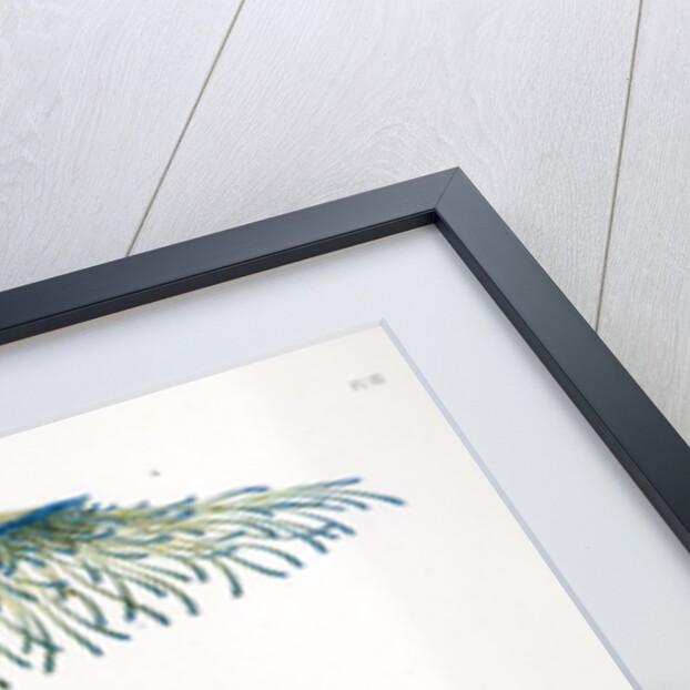 Blue button jellyfish by A Meissel