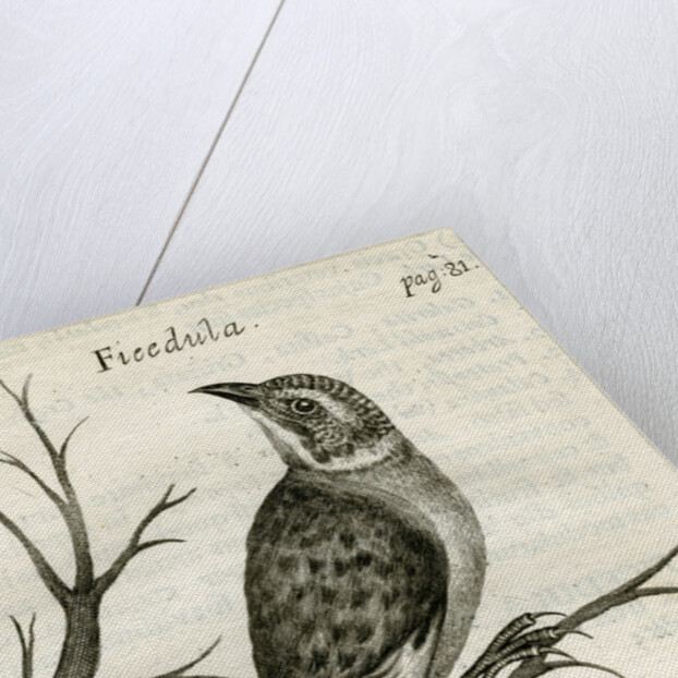 Flycatcher by Unknown