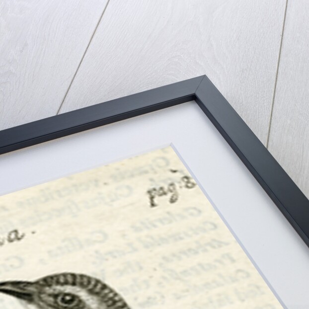 Flycatcher by Unknown