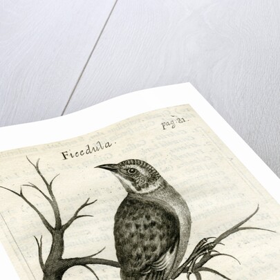 Flycatcher by Unknown