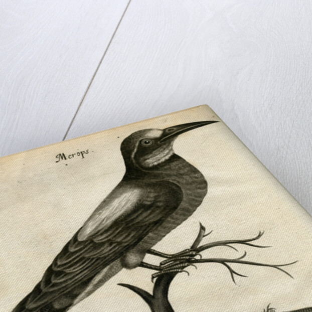 European bee-eater by Unknown