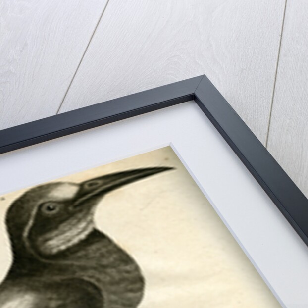 European bee-eater by Unknown