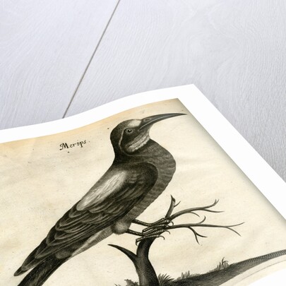 European bee-eater by Unknown