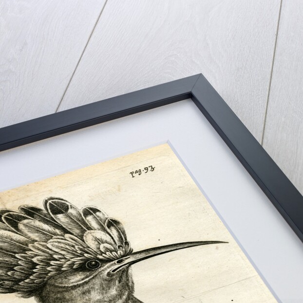 Hoopoe by unknown