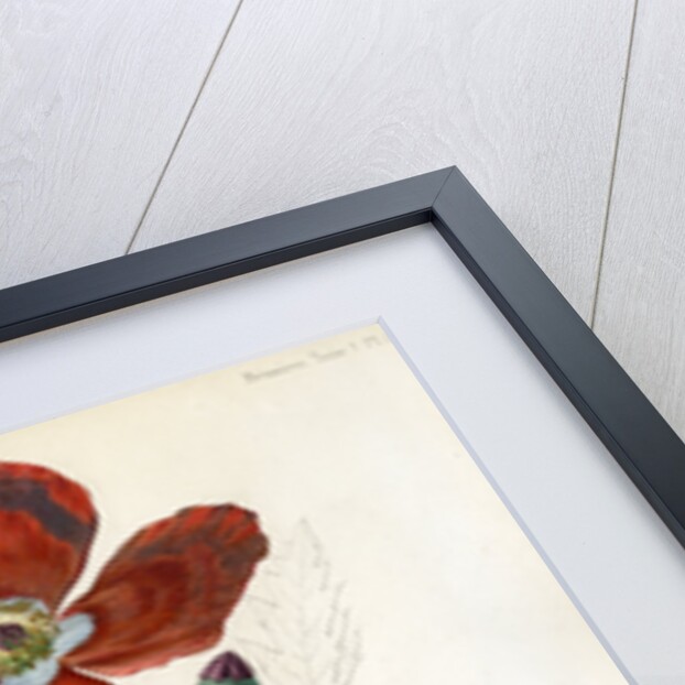 Poppy hybrid by Debray