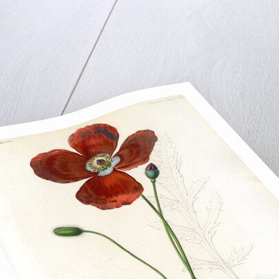 Poppy hybrid by Debray