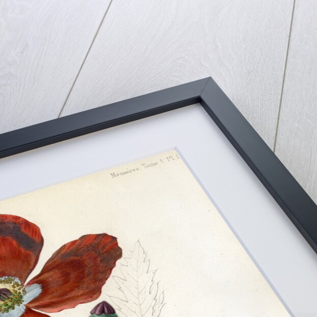 Poppy hybrid by Debray