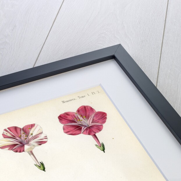 Four-o'clock and foxglove hybrids by Debray