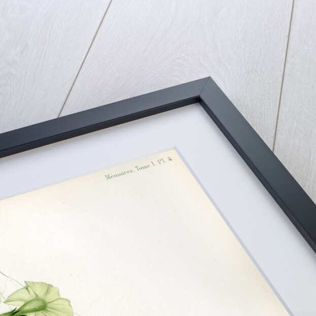 Nicotiana hybrids by Debray