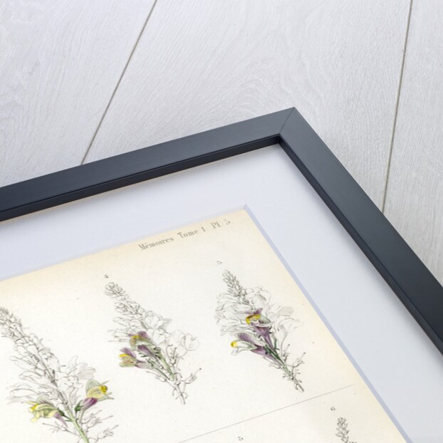 Toadflax hybrids by Debray