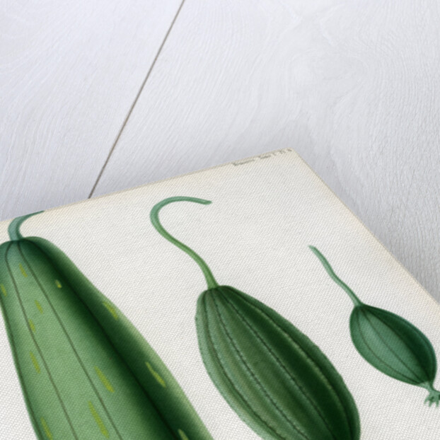 Luffas and luffa hybrid by Debray