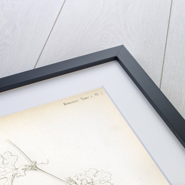 Bitter guard by Debray