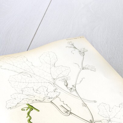 Cucumis hybrids by Debray