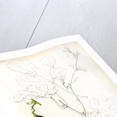 Cucumis hybrids by Debray