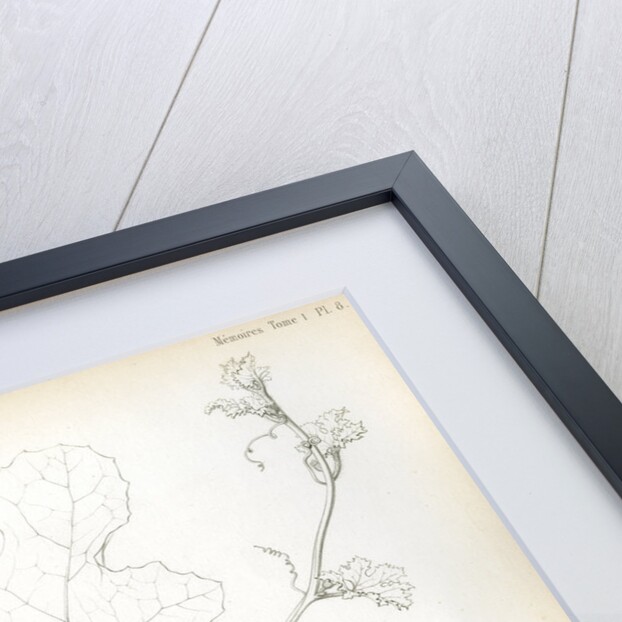 Cucumis hybrids by Debray