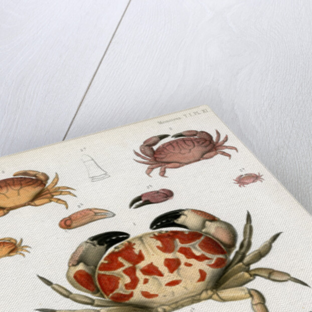 Crabs by Alois Humbert