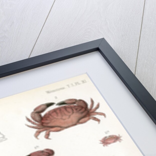 Crabs by Alois Humbert