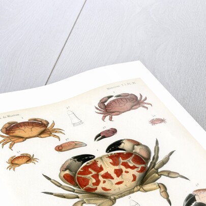 Crabs by Alois Humbert