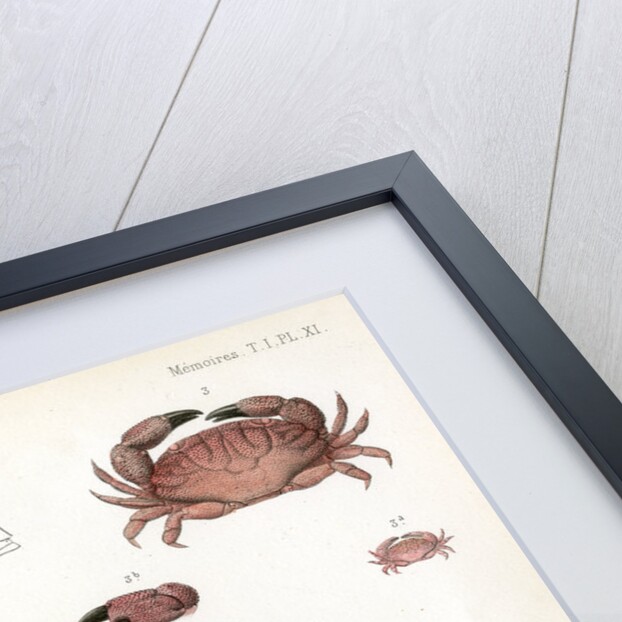Crabs by Alois Humbert