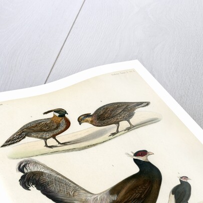 Blue eared pheasant and Koklass pheasant by Unknown