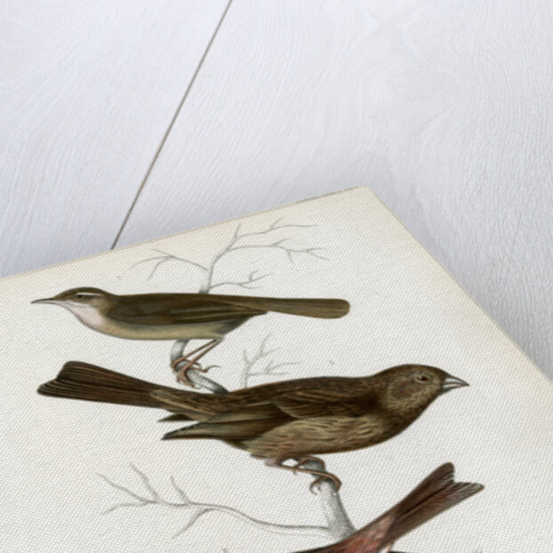 Yellow-streaked warbler and Chinese beautiful rosefinch by Christophe Annedouche