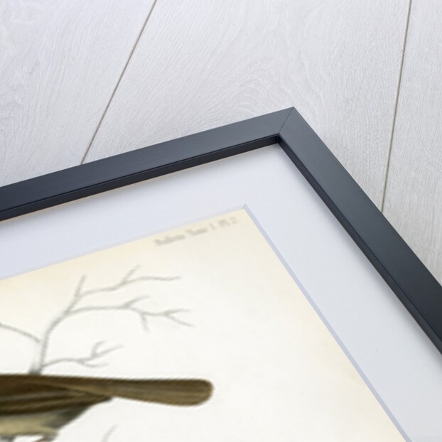 Yellow-streaked warbler and Chinese beautiful rosefinch by Christophe Annedouche