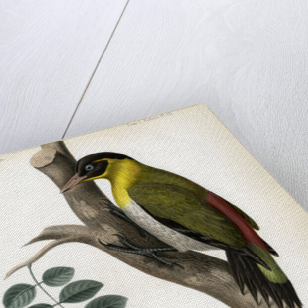 Black-headed woodpecker by J Huet