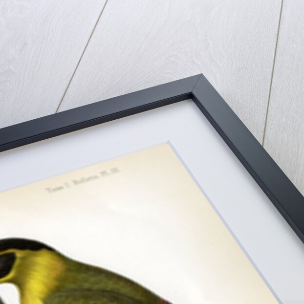 Black-headed woodpecker by J Huet