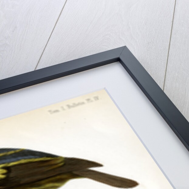 Five-coloured barbet and Moss-backed tanager by J Huet