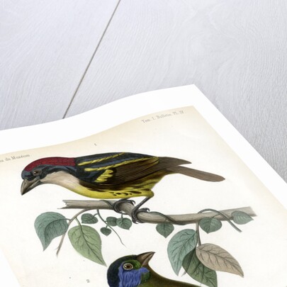 Five-coloured barbet and Moss-backed tanager by J Huet