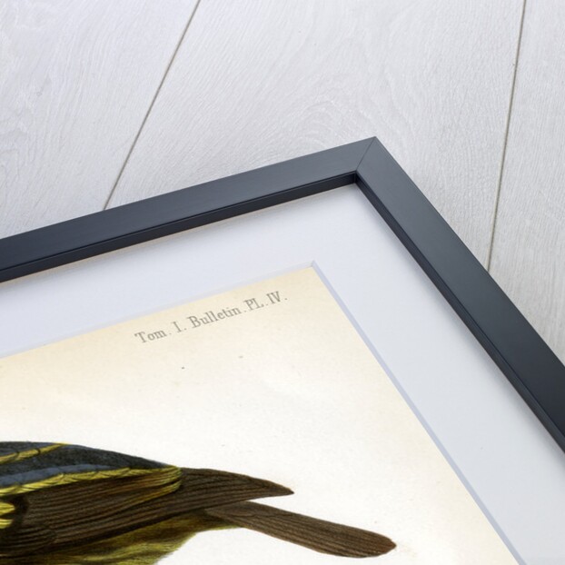 Five-coloured barbet and Moss-backed tanager by J Huet