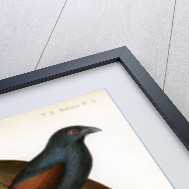 Malagasy coucal by J Huet