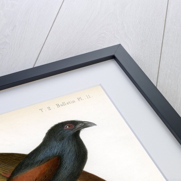 Malagasy coucal by J Huet