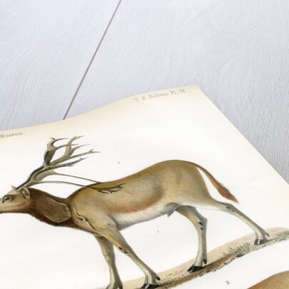 Père David's deer by J Huet