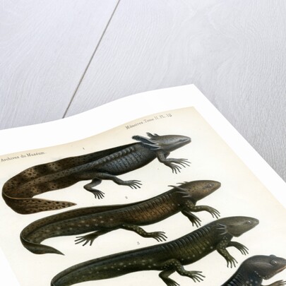 Barred tiger salamander by J Huet