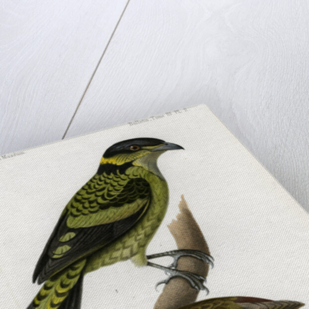 Scaled fruiteater and Red-headed fody by J Huet