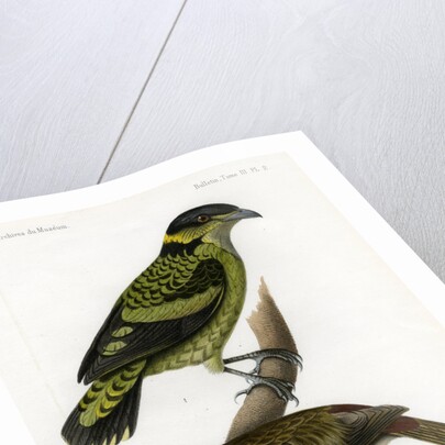 Scaled fruiteater and Red-headed fody by J Huet