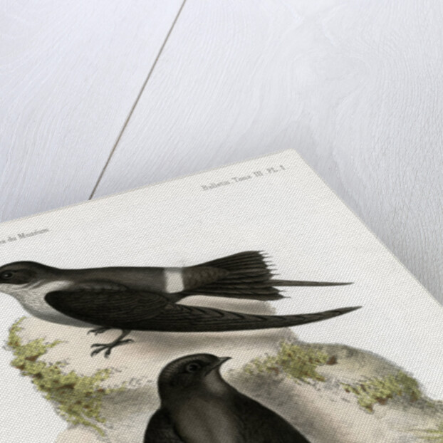 Malagasy spinetail by J Huet