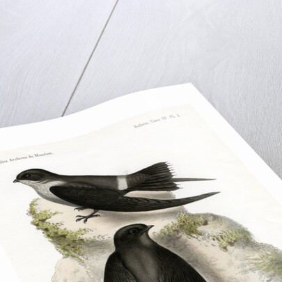 Malagasy spinetail by J Huet