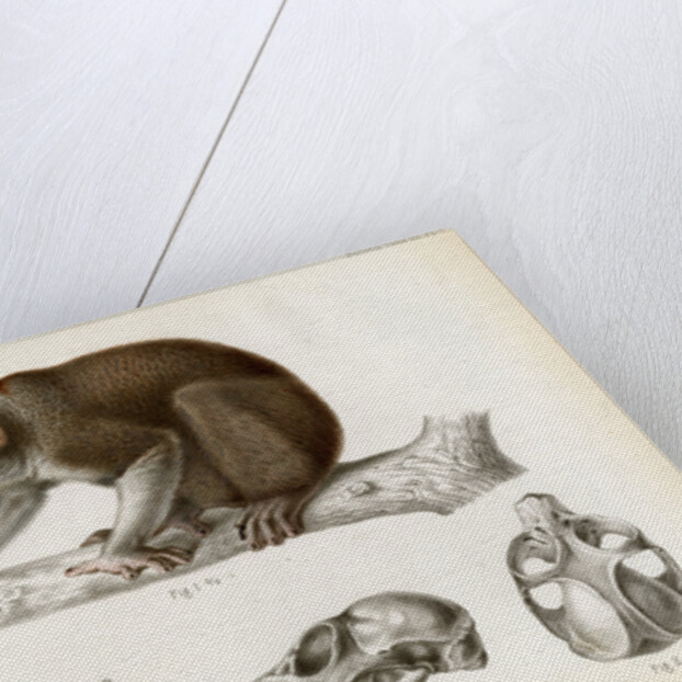 Bengal slow lorus by Marie Firmin Bocourt