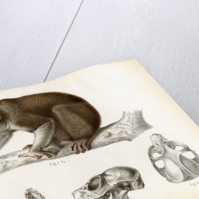 Bengal slow lorus by Marie Firmin Bocourt