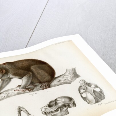 Bengal slow lorus by Marie Firmin Bocourt