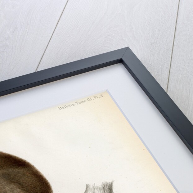 Bengal slow lorus by Marie Firmin Bocourt