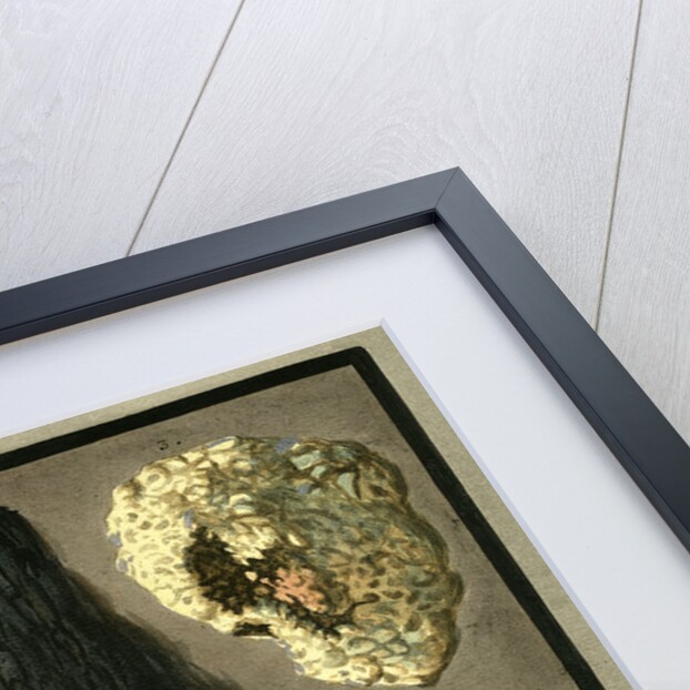 Rock specimens by Pietro Fabris